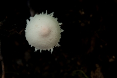 Cystolepiota seminuda, Anston Stones Wood.