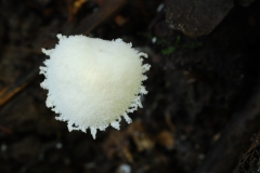 Cystolepiota seminuda, Anston Stones Wood.