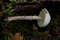 Cystolepiota seminuda, Anston Stones Wood. Photo by Les Coe