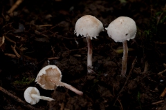 Cystolepiota seminuda, Whitwell Wood, Derbyshire.