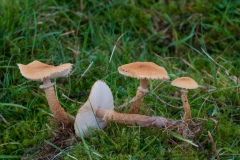 Cystoderma amianthinum - Earthy Powder-cap, Budby Common, Notts.