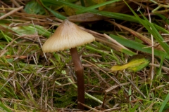 Entoloma incanum - Mousepee Pinkgill, Sherwood Pines, Notts.