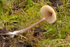 Entoloma-incanum-Mousepee-Pinkgill-8225