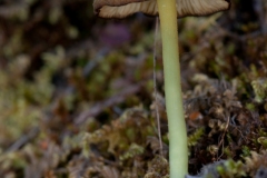 Entoloma incanum - Mousepee Pinkgill, Lindrick Dale.