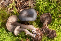 Entoloma nitidum, Sherwood Pines, Notts.