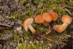 Flammulina populicola - Gamston Wood, Notts.