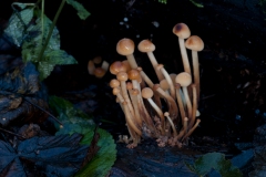 Flammulina velutipes - Velvet Shank, Spring Wood, Thorpe Salvin.