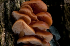 Flammulina velutipes - Velvet Shank, Roche Abbey.