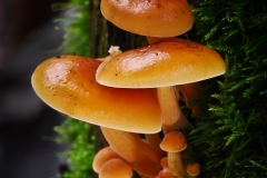 Flammulina velutipes - Velvet Shank, Anston Stones Wood.