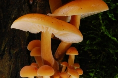 Flammulina-velutipes-Velvet-Shank-3748