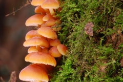 Flammulina velutipes - Velvet Shank, Anston Stones Wood.