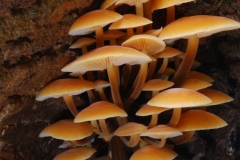 Flammulina velutipes - Velvet Shank, Anston Stones Wood.