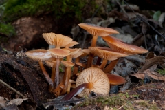 Flammulina velutipes - Velvet Shank, Spring Wood, Thorpe Salvin.