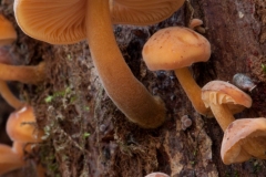 Flammulina velutipes - Velvet Shank, Spring Wood, Thorpe Salvin.