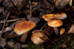 Flammulina velutipes - Velvet Shank, Attenborough NR, Notts.