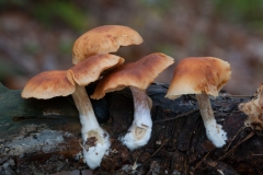 Gymnopilus - Common Rustgill, Sherwood Pines, Notts.