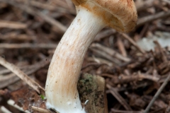 Gymnopilus penetrans -,Common Rustgill, Barrow Hills NR, Notts.