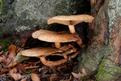 Gymnopilus junonius - Spectacular Rustgill, Longshaw NT, Derbyshire.