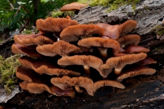 Gymnopilus-junonius-Spectacular-Rustgill-3