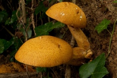 Gymnopilus junonius - Spectacular Rustgill, Dyscar Wood, Notts.