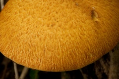 Gymnopilus junonius - Spectacular Rustgill, Dyscar Wood, Notts.