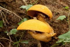 Gymnopilus junonius - Spectacular Rustgill, Dyscar Wood, Notts.