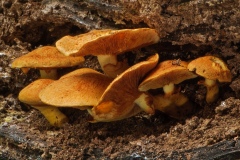 Gymnopilus junonius - Spectacular Rustgill, Clumber Park NT, Notts.