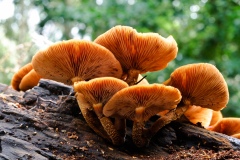 Gymnopilus junonius - Spectacular Rustgill, Clumber Park NT, Notts.