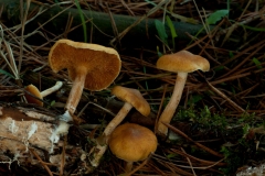 Gymnopilus penetrans - Common Rustgill, Sherwood Pines, Notts.