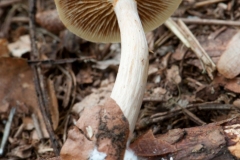 Gymnopilus penetrans - Common Rustgill, Barrow Hills NR, Notts.