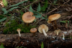 Gymnopilus penetrans - Common Rustgill, Barrow Hills NR, Notts.