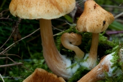 Gymnopilus penetrans - Common Rustgill, Barrow Hills NR, Notts.