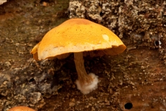 Gymnopilus penetrans - Common Rustgill, Clumber Park NT, Notts. Photo by Les Coe