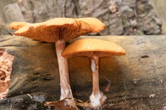 Gymnopilus penetrans - Common Rustgill, Barrow Hills NR, Notts.