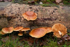 Gymnopilus penetrans - Common Rustgill, Longshaw NT, Derbyshire.