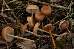 Gymnopus dryophila - Russet Toughshank, Treswell Wood, Notts