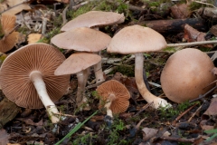 Hebeloma crustuliniforme - Poison Pie, Treswell Wood, Notts.