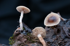 Hebeloma mesophaeum - Veiled Poisonpie, Gamston Wood, Notts.