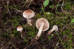 Hebeloma pusillum, Lound, Notts.