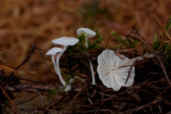 Hemimycena lactea - Milky Bonnet, Lound, Notts.