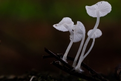 Hemimycena lactea - Milky Bonnet, Danes Hill NR, Notts.