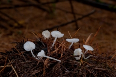 Hemimycena lactea - Milky Bonnet, Lound, Notts.