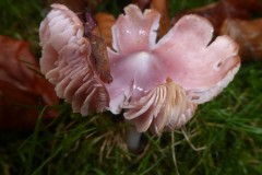 Hygrocybe calyptriformis, Ballerina Waxcap