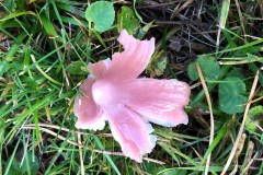 Hygrocybe calyptriformis, Ballerina Waxcap