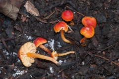 Hygrocybe mucronella - Bitter Waxcap, Sprotborough.