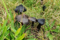 Hygrocybe conica - Blackening Waxcap,