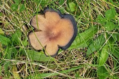 Hygrocybe conica - Blackening waxcap, Lindholme Hall.