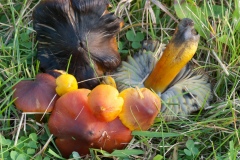 Hygrocybe conica - Blackening Waxcap, Anston Stones.