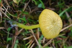 Hygrocybe psittacina - Parrot Waxcap, Anston Stones.