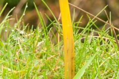 Hygrocybe Nigrescens - Blackenibg Waxcap, Clumber Park NT, Notts.